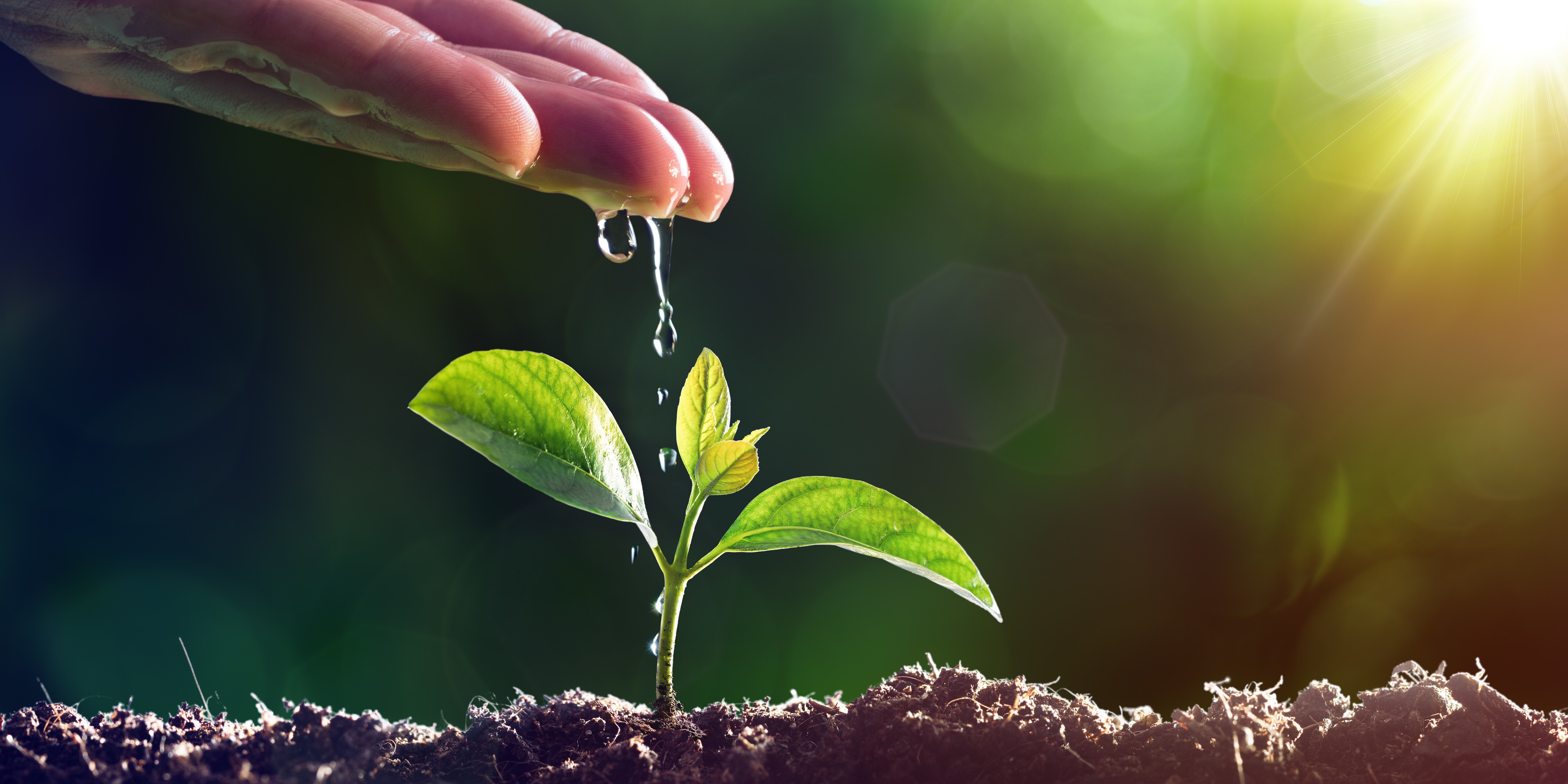 plant with water